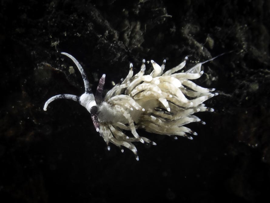 Favorinus sp. 9